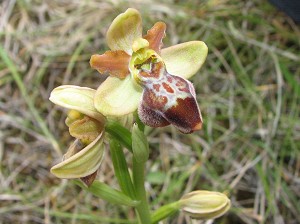 ophrys aveyronensis x fusca